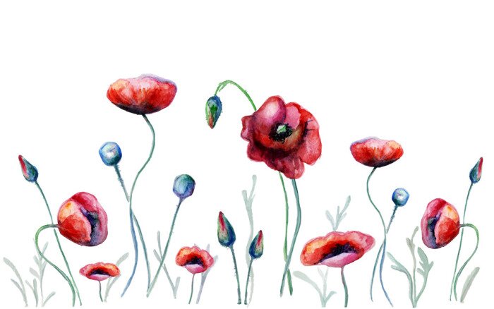 Tableau  Coquelicots à l'aquarelle