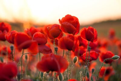 Coquelicots au coucher du soleil