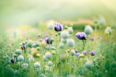 Tableau  Coquelicots couleur lilas dans un champ