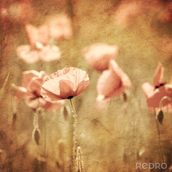 Tableau  Coquelicots dans la nature en sépia
