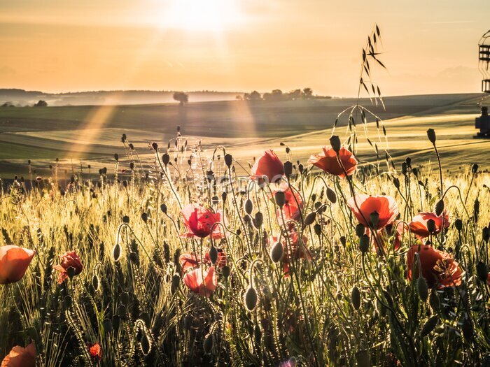 Tableau  Coquelicots dans le champ de maïs