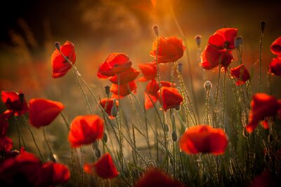 Tableau  Coquelicots dans les rayons du soleil sur un fond flou