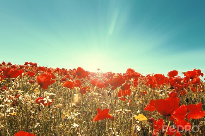 Tableau  Coquelicots dans un champ de blé