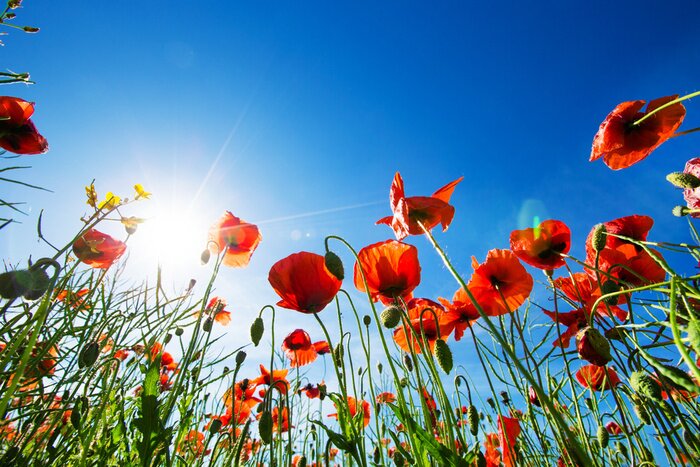 Tableau  Coquelicots en photographie d'été