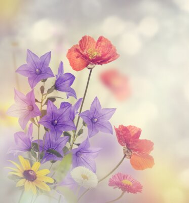 Tableau  Coquelicots et fleurs violettes dans le pré