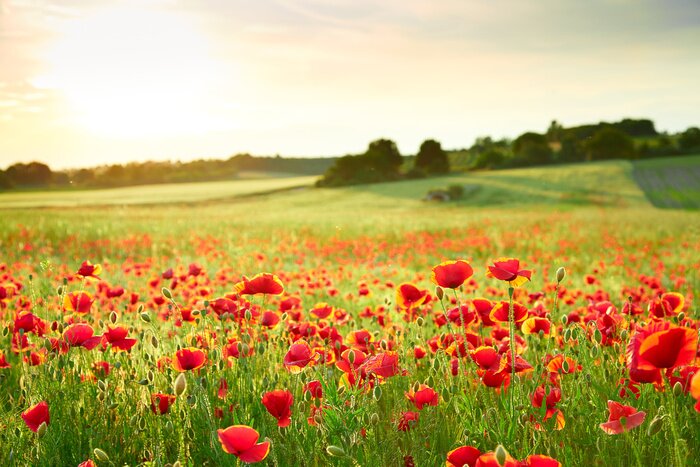 Tableau  Coquelicots et paysage au soleil