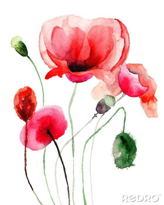Tableau  Coquelicots isolés aquarelle floue