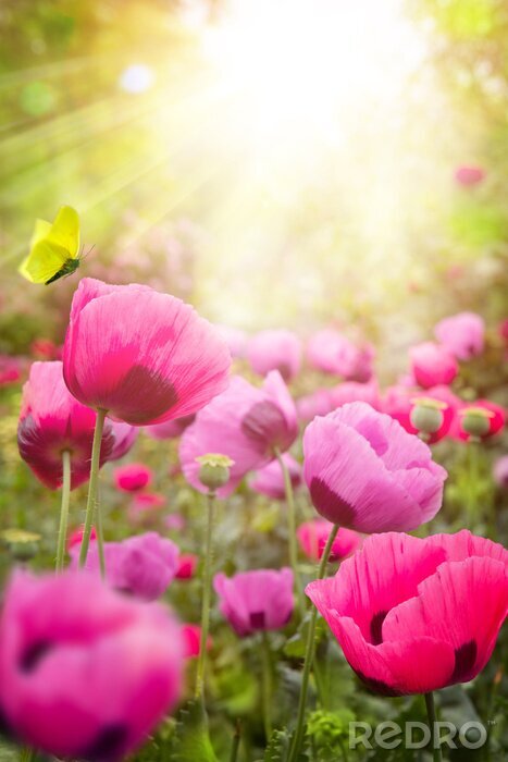 Tableau  Coquelicots roses dans la prairie