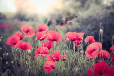 Coquelicots rouges aux couleurs tamisées