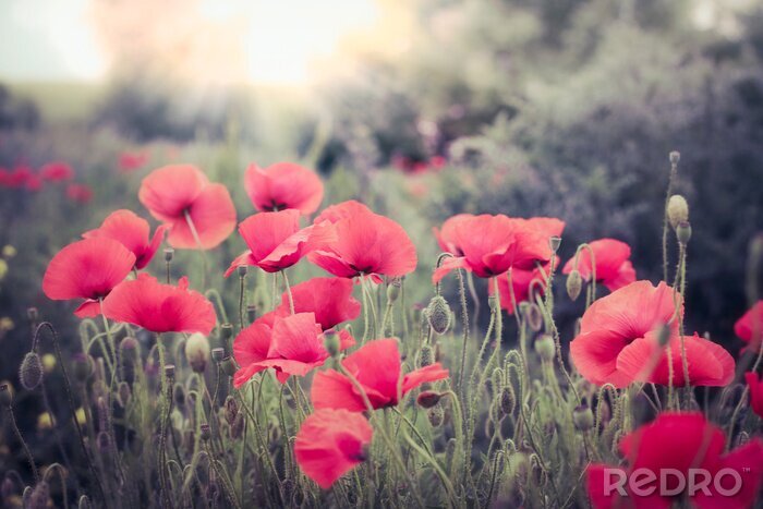 Tableau  Coquelicots rouges aux couleurs tamisées