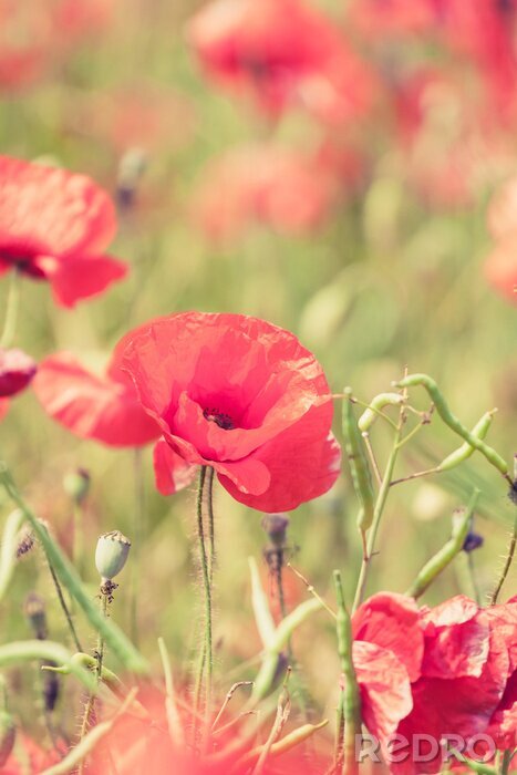 Tableau  Coquelicots rouges dans le pré