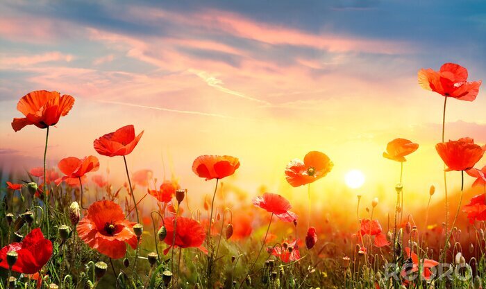 Tableau  Coquelicots rouges dans le pré au coucher du soleil