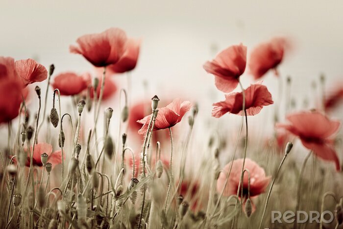 Tableau  Coquelicots rouges recadrés d'en bas