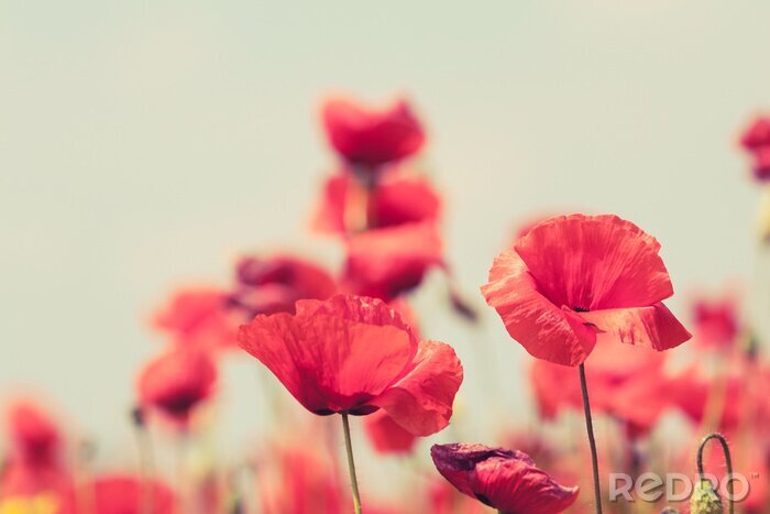 Tableau  Coquelicots rouges sur fond flou