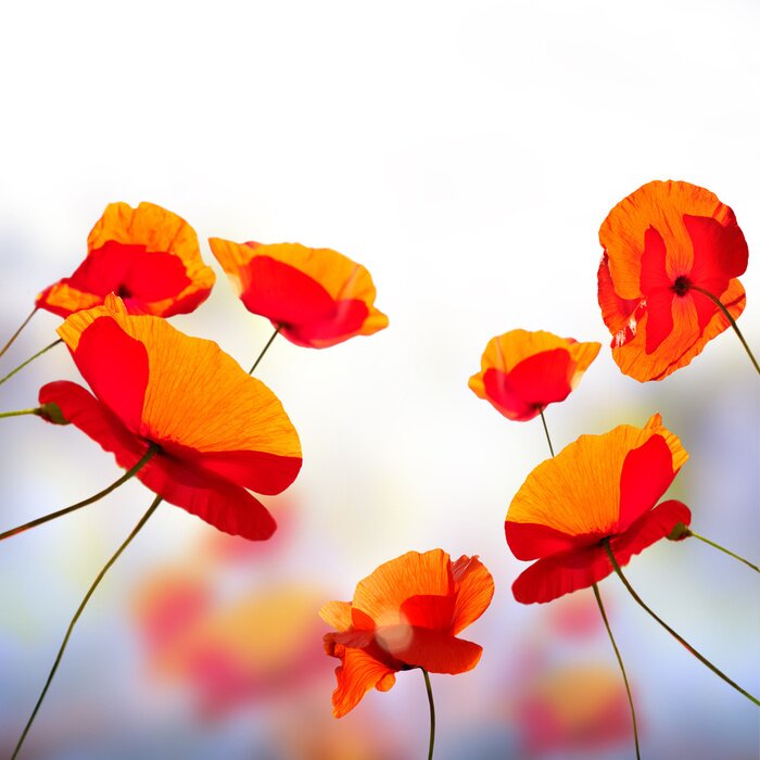 Tableau  Coquelicots solaires