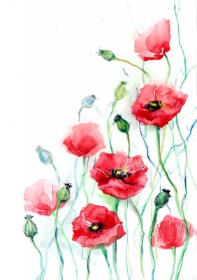 Coquelicots sur fond blanc avec des tiges bleues