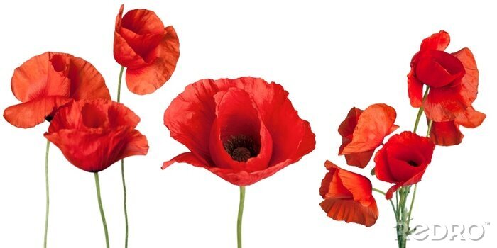 Tableau  Coquelicots sur fond blanc panoramique