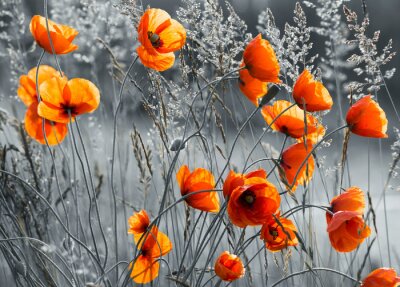 Coquelicots sur fond de prairie noir et blanc