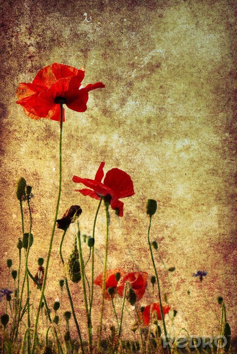 Tableau  Coquelicots sur fond vieilli