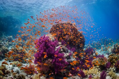 Tableau  Coral reef