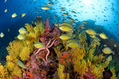 Tableau  Coral reef
