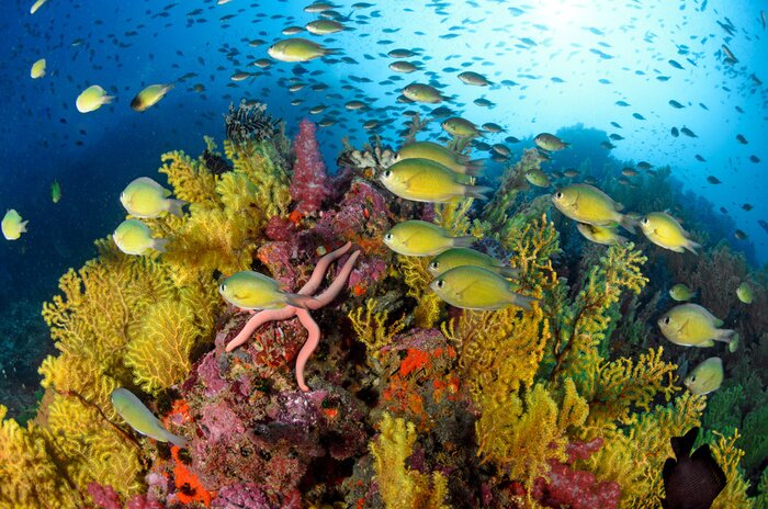 Tableau  Coral reef