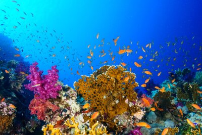Tableau  Coral Reef at the Red Sea, Egypt
