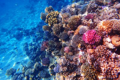 Tableau  coral reef in Egypt