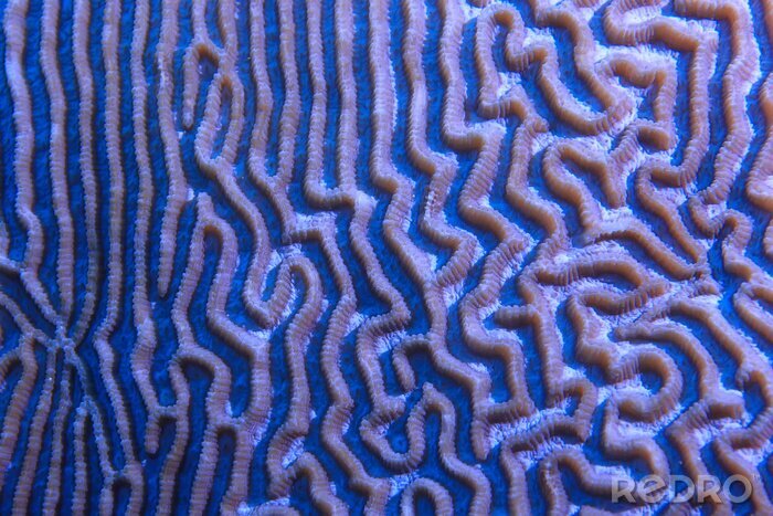 Tableau  coral reef macro / texture, abstract marine ecosystem background on a coral reef