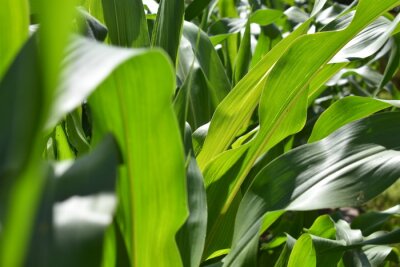 Tableau   corn leaves