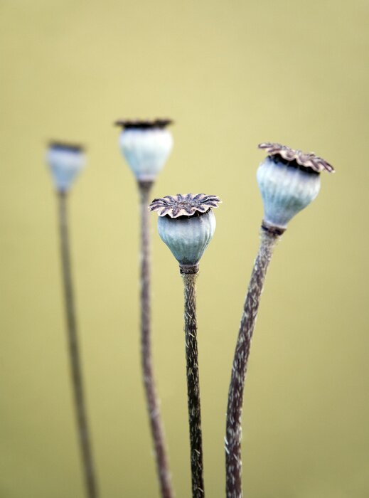 Tableau  Cosses de graines de pavot