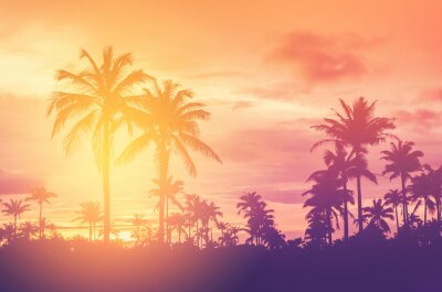 Coucher de soleil d'été sur la forêt de palmiers