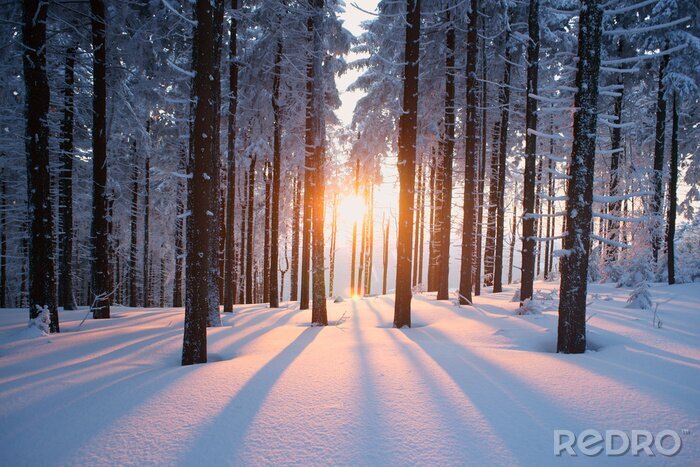 Tableau  Coucher de soleil dans le bois en période hivernale