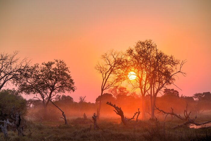 Tableau  Coucher de soleil en Afrique