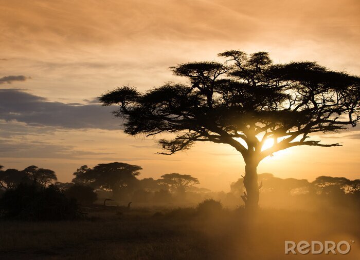 Tableau  Coucher de soleil sur la savane africaine