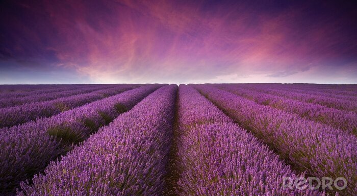 Tableau  Coucher de soleil sur un champ de lavande violette