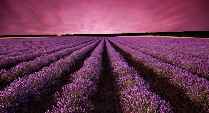 Tableau  Coucher de soleil violet sur un champ de lavande