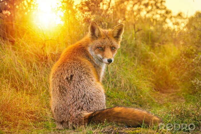 Tableau  Coucher du soleil de renard roux Vulpes Vulpes