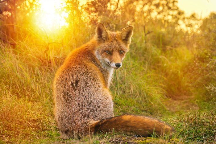 Tableau  Coucher du soleil de renard roux Vulpes Vulpes