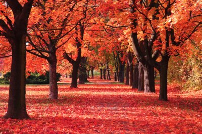 Tableau  Couleur automne forêt