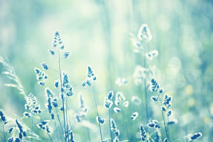 Tableau  Couleur bleu cyan fond flou fond de pré à la lumière du coucher du soleil. Mise au point sélective.