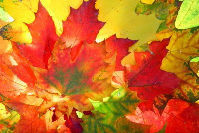 Tableau  Couleurs colorées d'automne