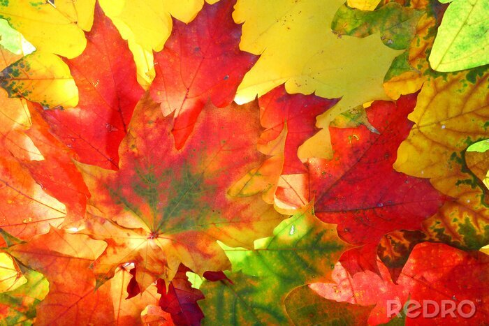 Tableau  Couleurs colorées d'automne