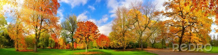 Tableau  Couleurs d'automne dans un parc pittoresque