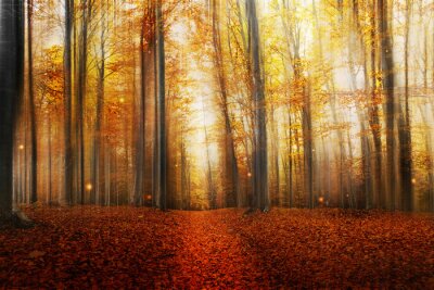 Couleurs d'automne de la forêt