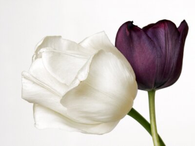 Tableau  couleurs tulipe
