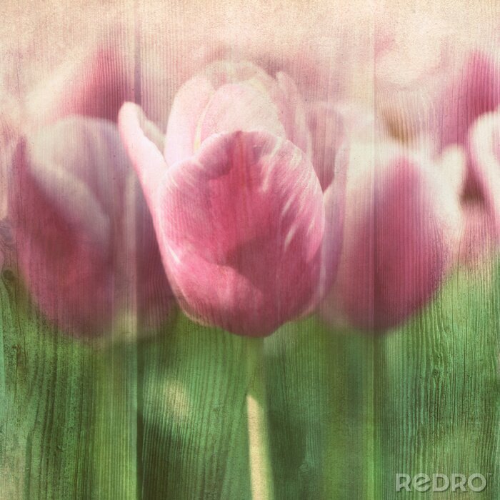 Tableau  Coupe de tulipe rose