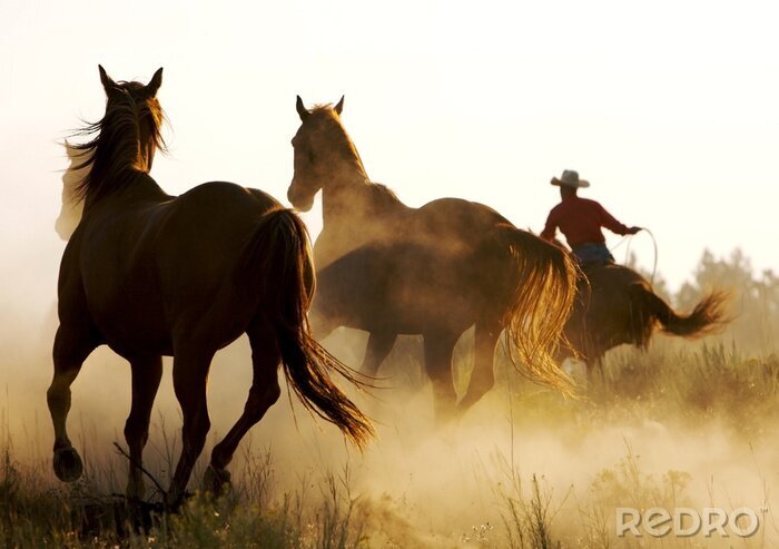 Tableau  Courir des chevaux dans le pré