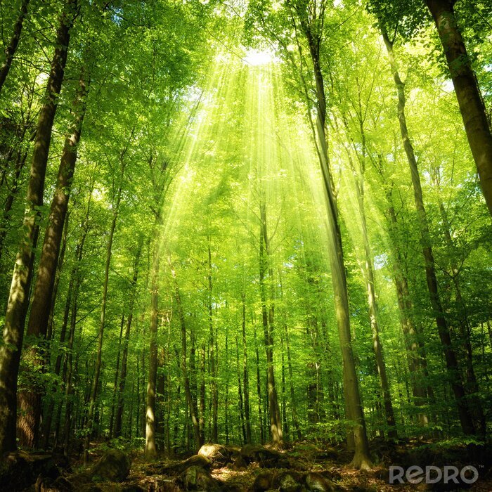 Tableau  Couronnes d'arbres