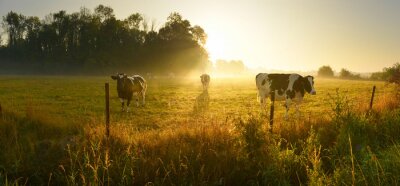 Tableau  Cows on sunrise meadow